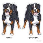 Berner Sennenhund Hundesticker