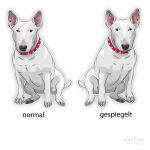 Bullterrier Hundeaufkleber Bull Terrier