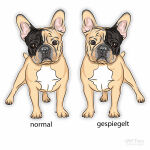 Französische Bulldogge Hundeaufkleber Barry