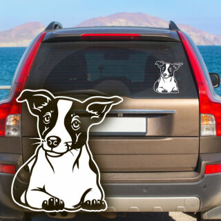 Jack Russell Terrier Auto Aufkleber